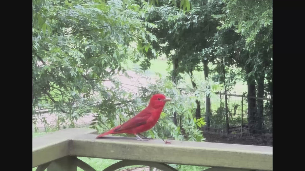 A video of a bright red Texas Tanager bird eating a whole hot pepper while perched on a balcony railing