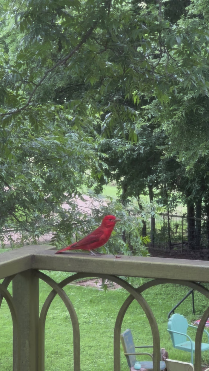 A video of a bright red Texas Tanager bird eating a whole hot pepper while perched on a balcony railing