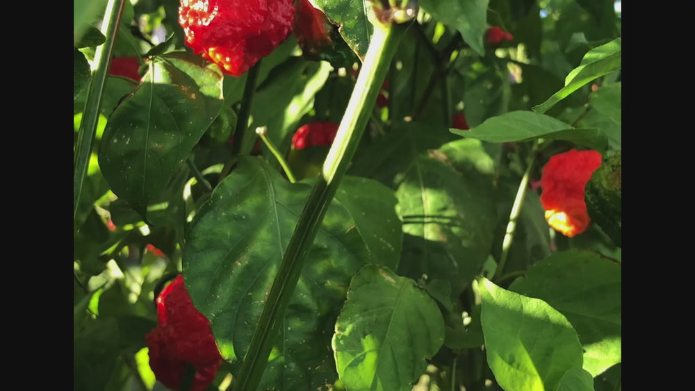 A short video showing closeups of bright red and mottled Carolina reaper hot peppers growing on a pepper plant in beams of sunlight