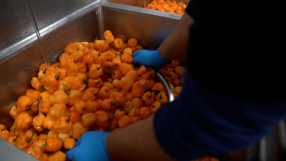A video with fun music showing large crates full of orange habanero peppers being washed and prepared for hot sauce bottling. It cuts to the habaneros being cooked, ground, and combined with other ingredients  to make Yellowbird habanero hot sauce. The ready sauce is then shown being bottled into our classic Yellowbird squeeze container and stocked. The video ends with the production team smiling while holding Yellowbird hot sauce bottles. A job well done!