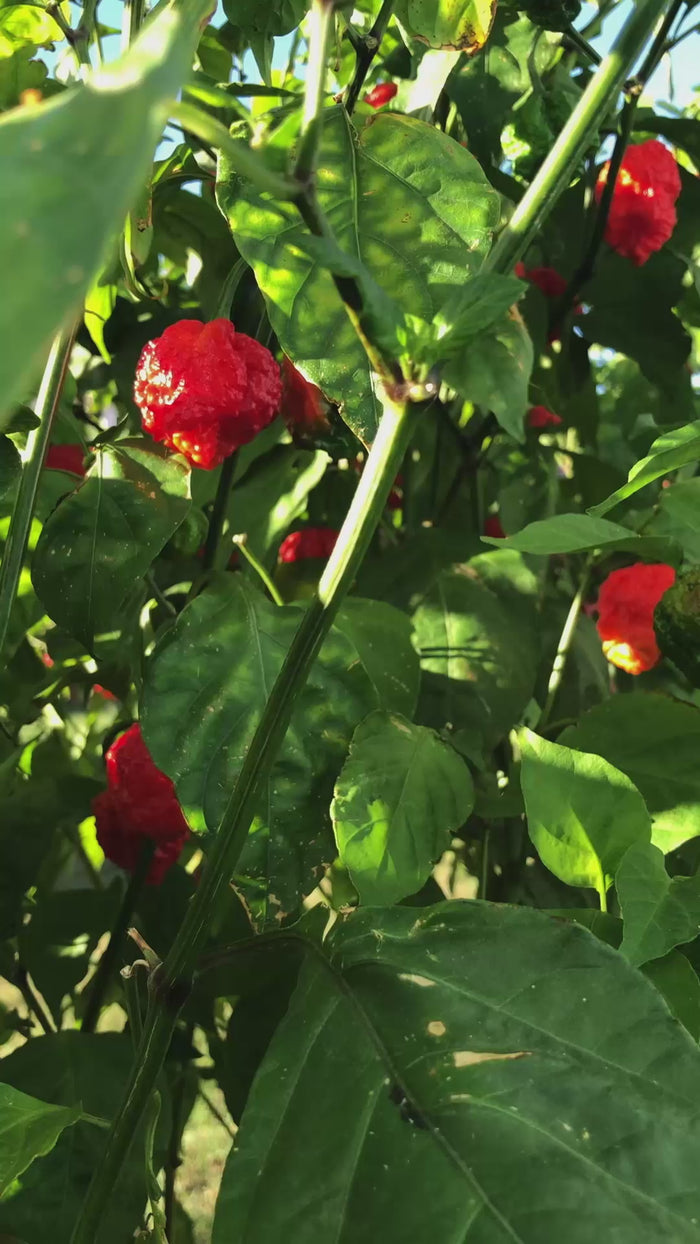 A short video showing closeups of bright red and mottled Carolina reaper hot peppers growing on a pepper plant in beams of sunlight